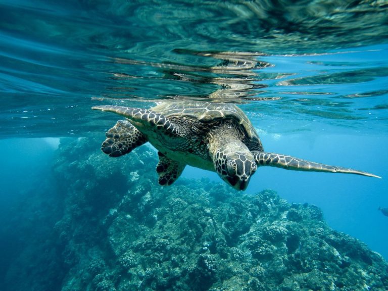Foto de una tortuga marina nadando bajo el agua para ilustrar la importancia de reducir las emisiones marítimas y la normativa sobre medio ambiente marítimo