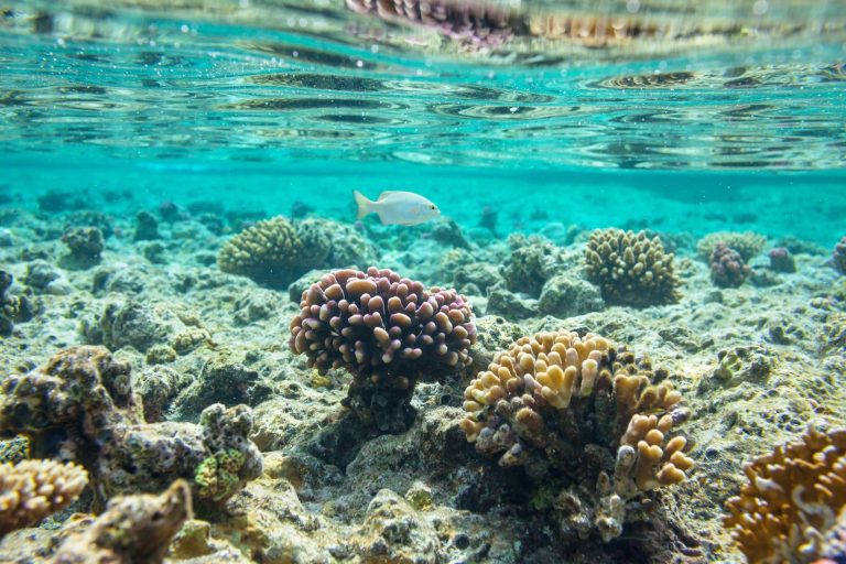 Coral submarino para ilustrar la importancia de que los buques cumplan la normativa medioambiental