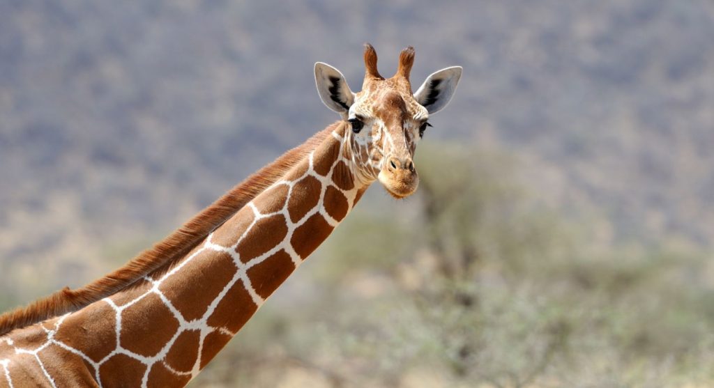 Photo of a giraffe to illustrate remote BGAN connectivity