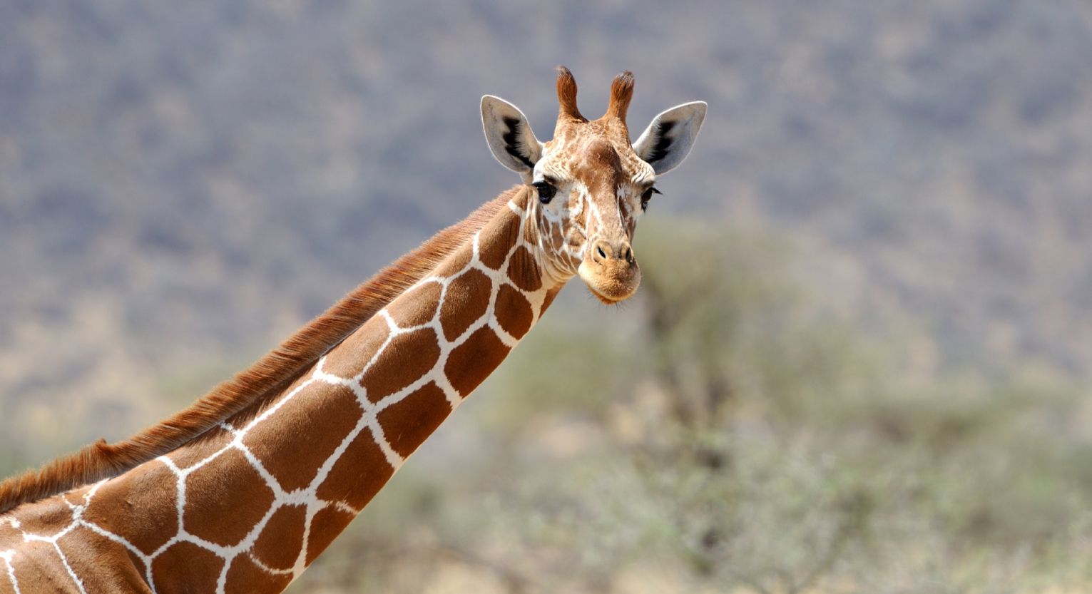 Photo of a giraffe to illustrate remote BGAN connectivity