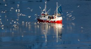 Fishing vessel with seagulls flying by to illustrate a case study on how to reduce bycatch