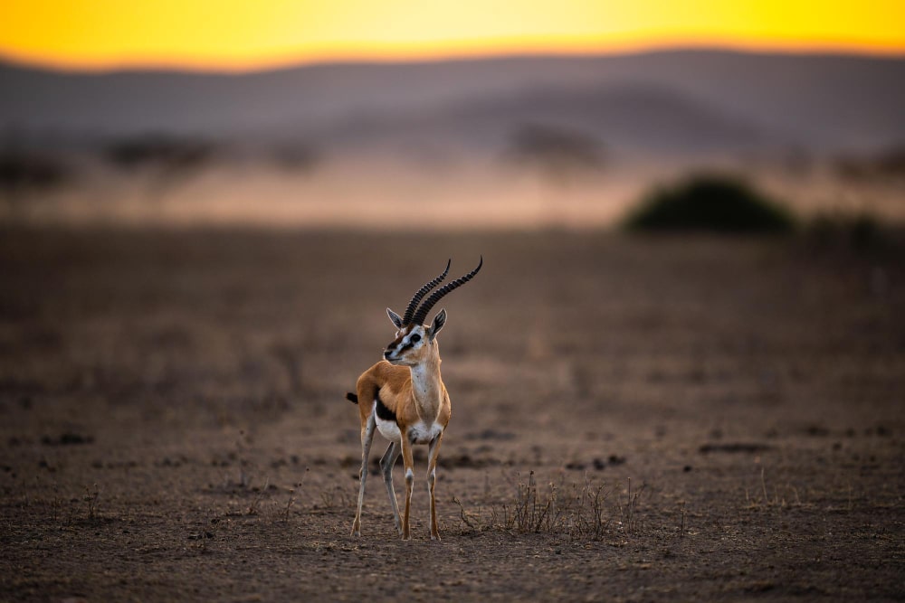 Photo from the Serengeti to illustrate BGAN streaming with LiveReview